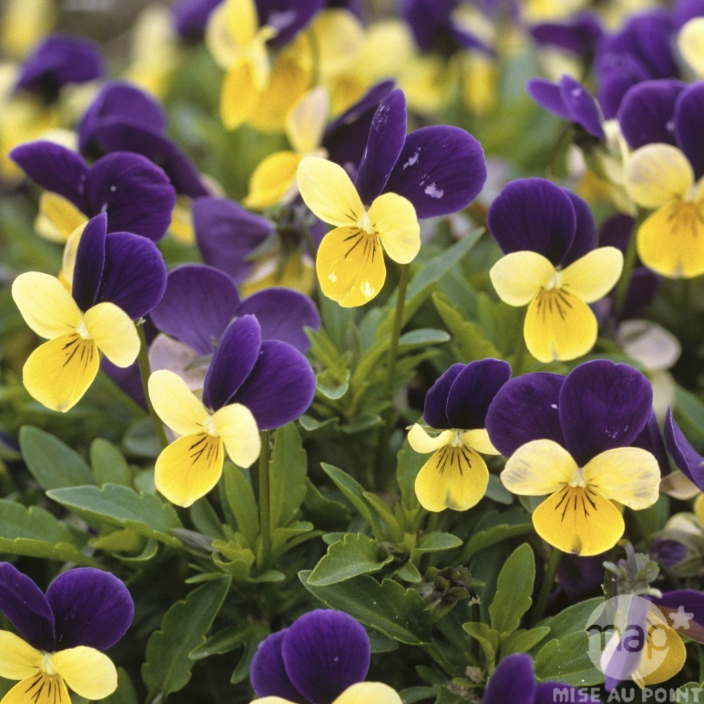 بنفشه ایرانی